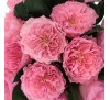 Роза Майра ( Mayra's Rose)